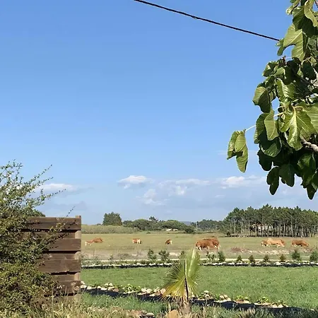 Countryhome Pomar Casa vacanze Odeceixe